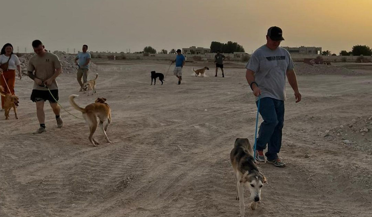 Dogs and puppies